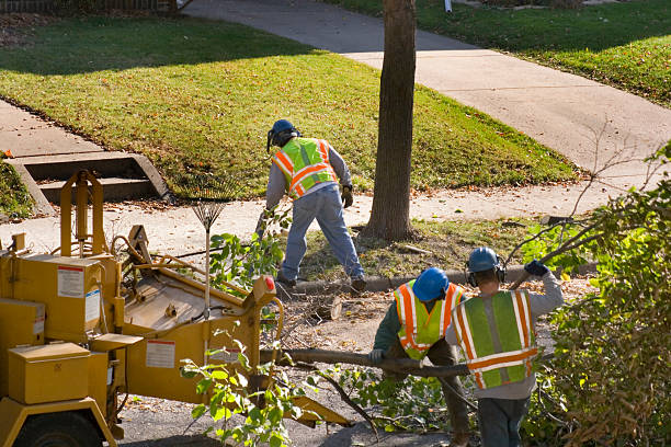 Best Tree Trimming and Pruning  in Brentwood, TN