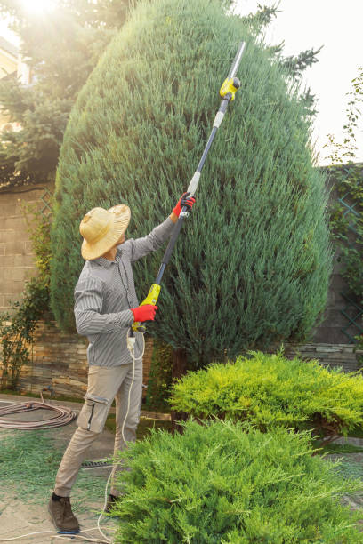 Best Palm Tree Trimming  in Brentwood, TN