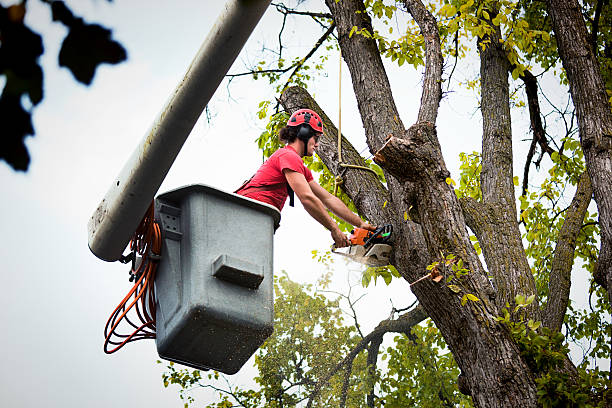 Best Fruit Tree Pruning  in Brentwood, TN